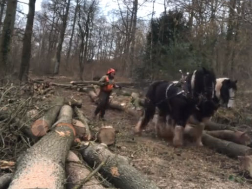 Planning your logging site
